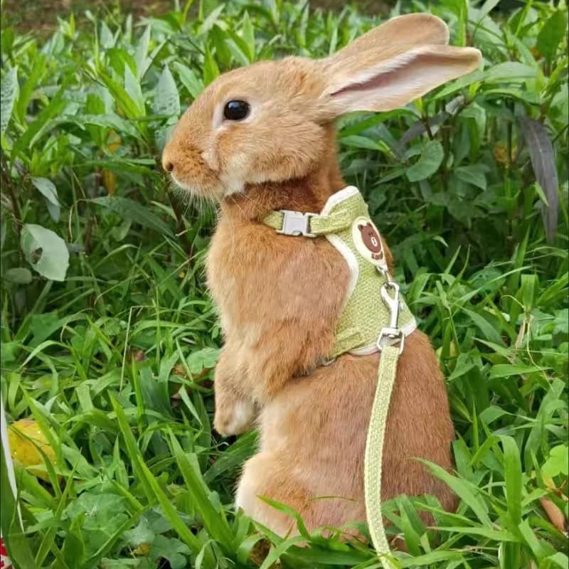 أحدث طقم تسخير وحبل أرنب لطيف إكسسوارات أرنب سترة تسخير أحبال أرانب للمشي في الهواء الطلق مستلزمات حيوانات أليفة